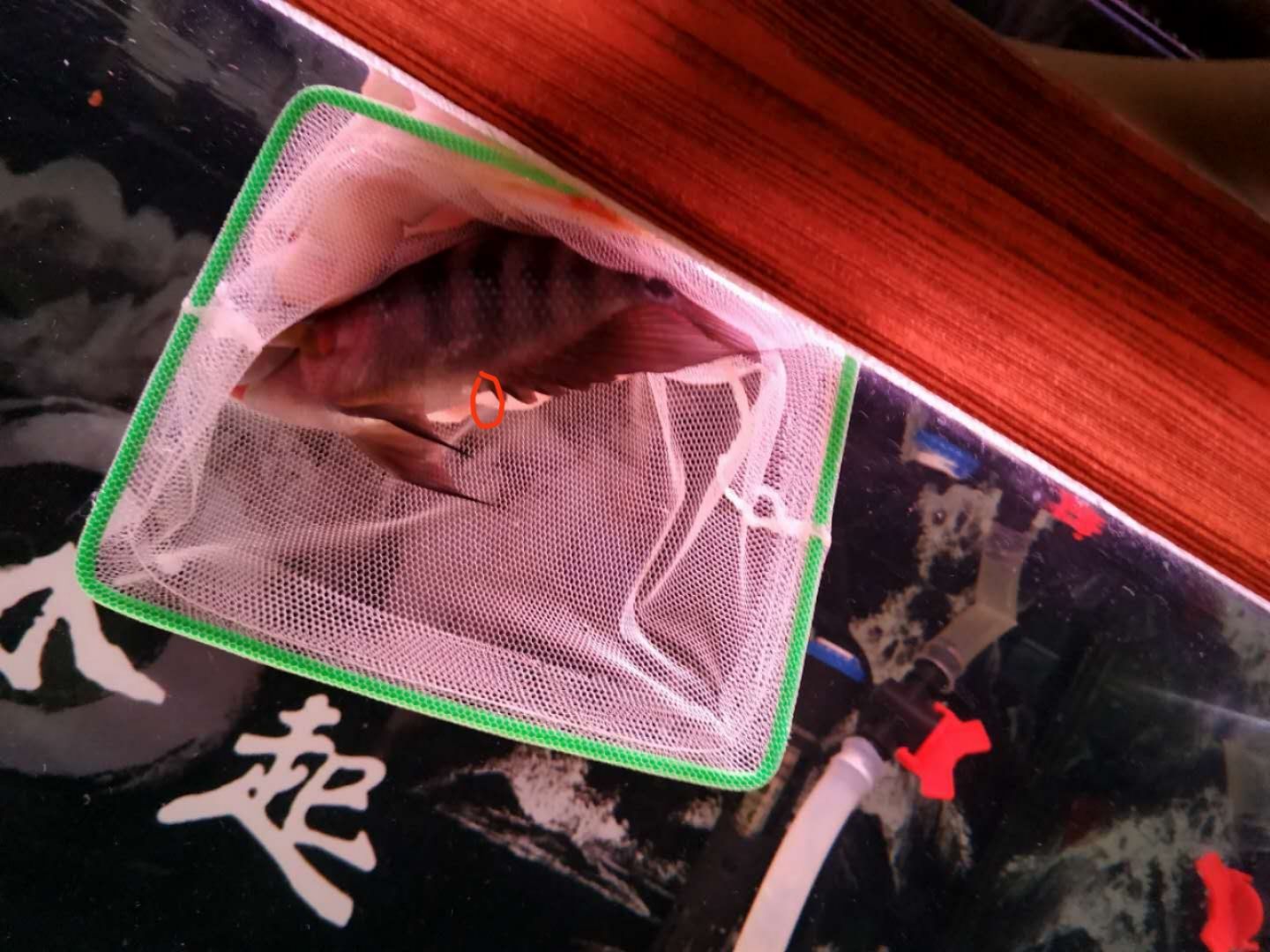 六盤水觀賞魚市場背帶紋身紅馬 觀賞魚市場（混養(yǎng)魚） 第4張