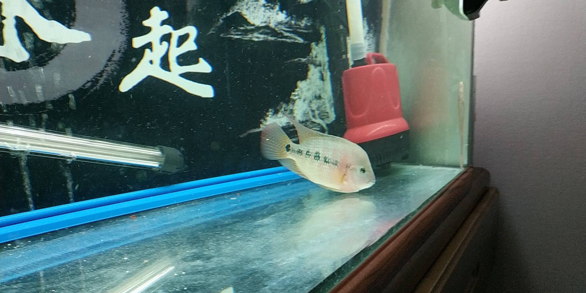 六盤水觀賞魚市場背帶紋身紅馬 觀賞魚市場（混養(yǎng)魚） 第3張