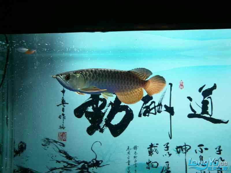 評(píng)估文件 七紋巨鯉魚 第5張