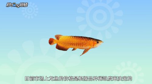 程千祥龍魚怎么樣（程千祥龍魚市場價(jià)格） 龍魚百科 第4張