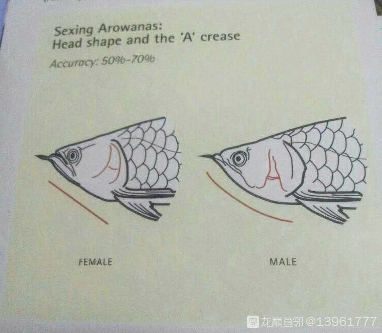 今天有人繁殖了某達牌