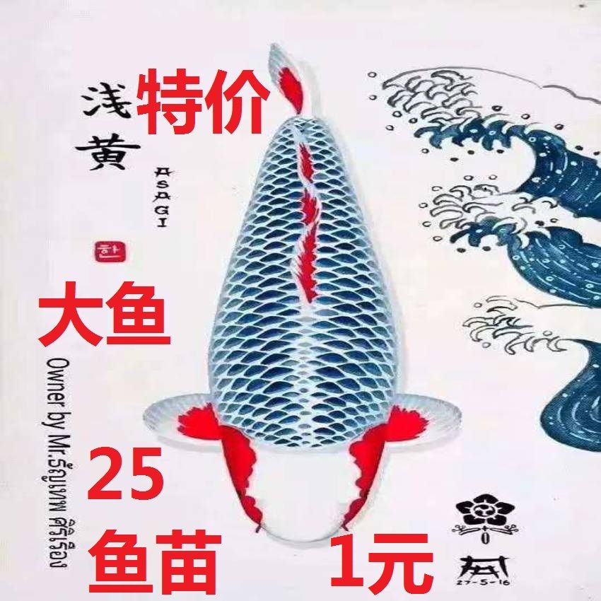 加熱棒的位置 斑馬狗頭魚 第1張