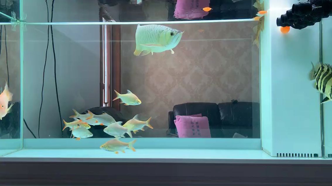 淮北水族館我用了明哥的魚水情空氣缸 白條過背金龍魚 第2張