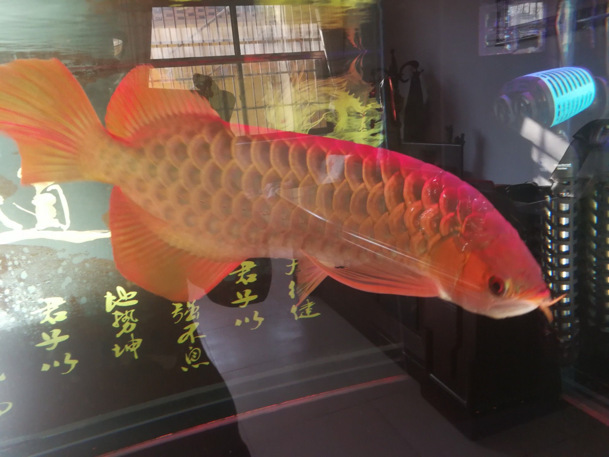 內(nèi)江觀賞魚市場(chǎng)三歲了 觀賞魚市場(chǎng)（混養(yǎng)魚） 第4張