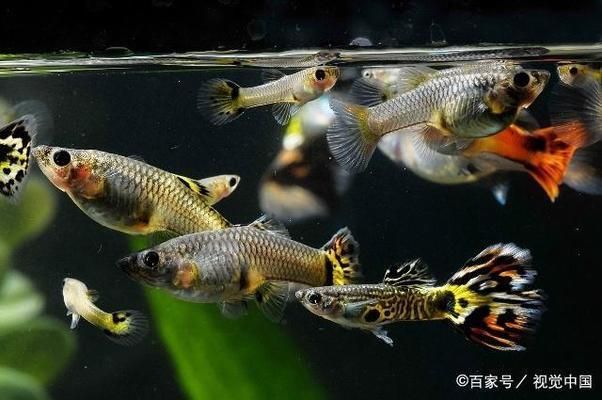 魚缸養(yǎng)魚前需要怎么養(yǎng)水（如何選擇合適的硝化細(xì)菌養(yǎng)魚缸） 龍魚百科 第6張