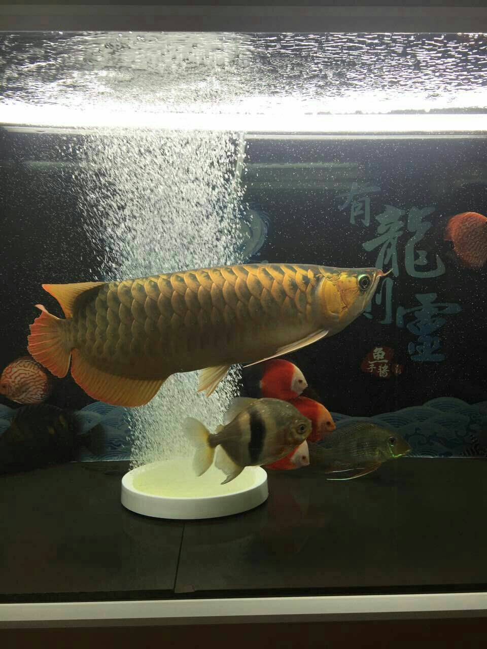 德州水族館朋友的魚白燈