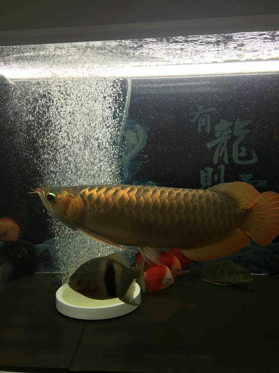 德州水族館朋友的魚白燈