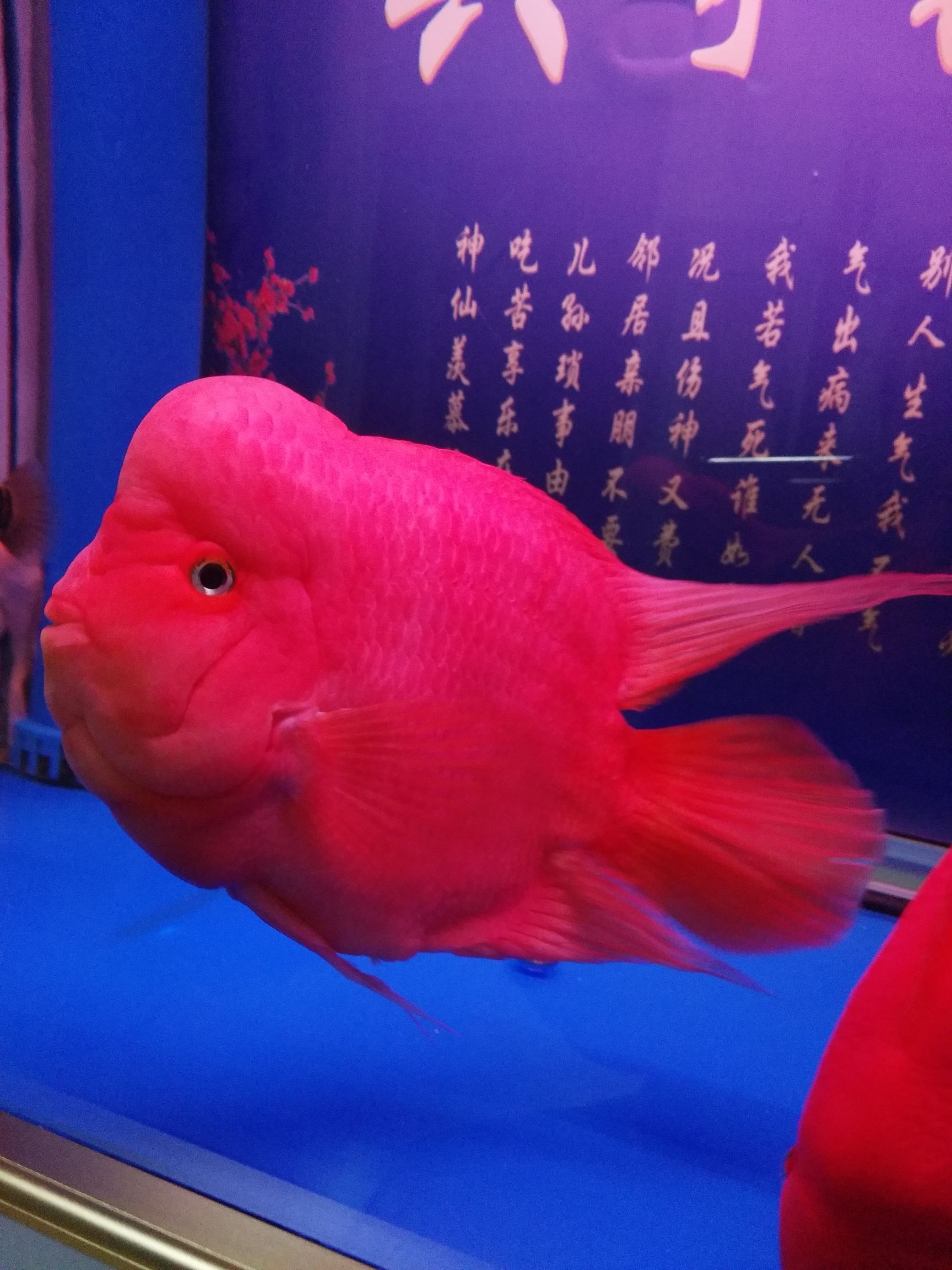 果洛藏族自治州觀賞魚市場出來冒個泡 觀賞魚市場（混養(yǎng)魚） 第7張