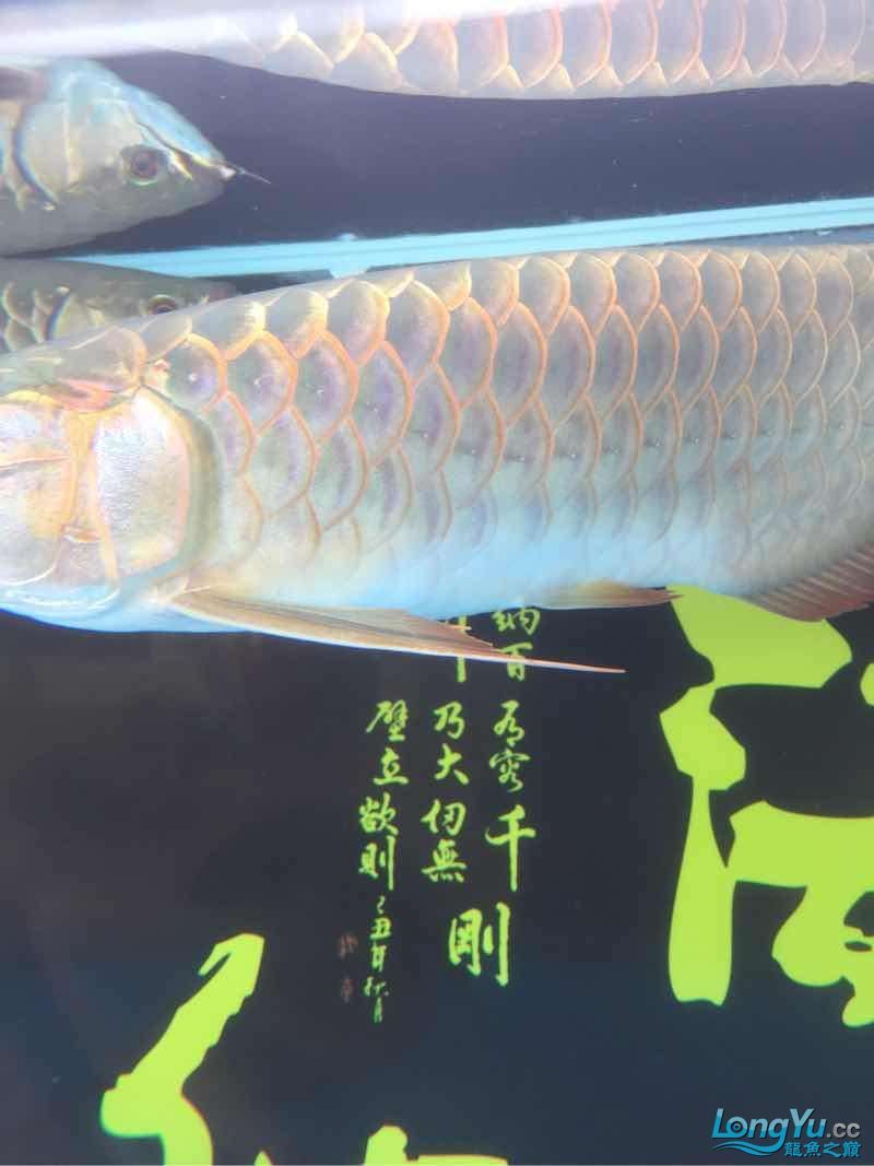 上岸出售 申古銀版魚 第2張