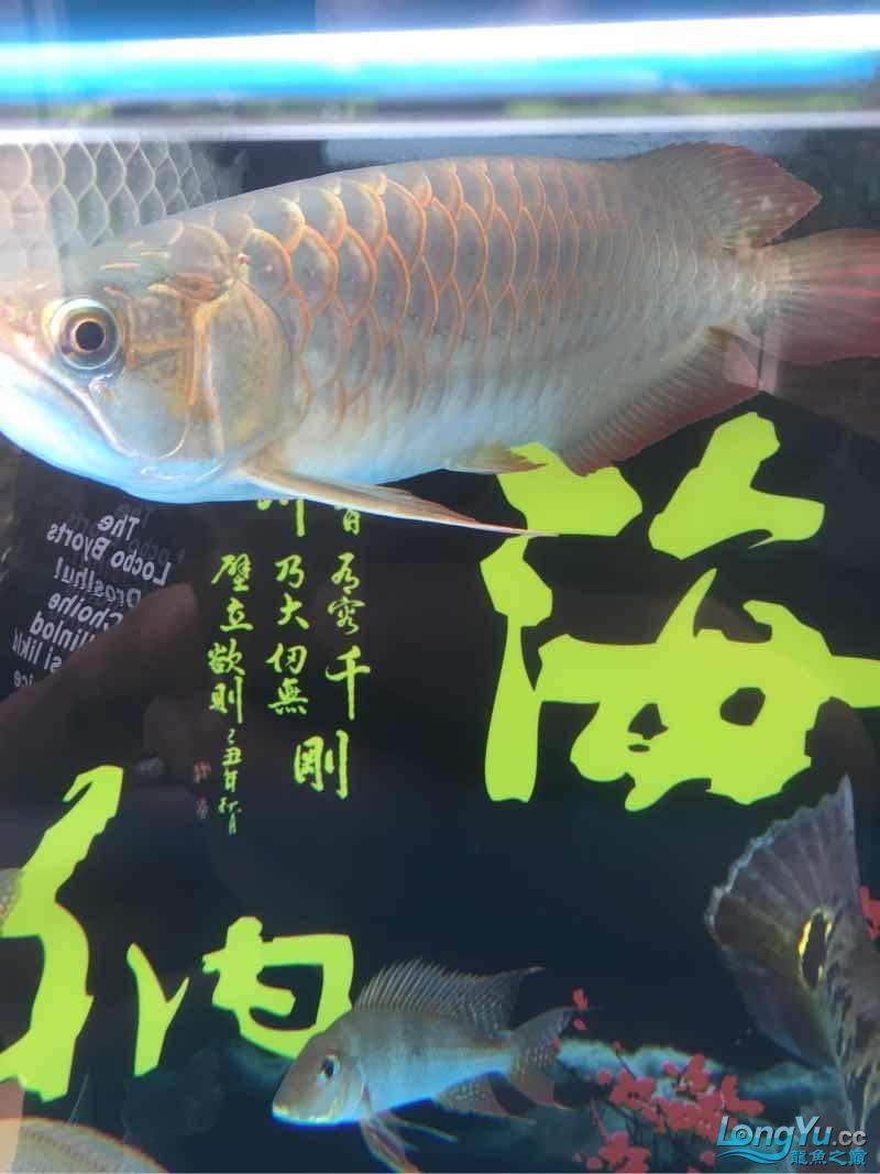 上岸出售 申古銀版魚 第1張