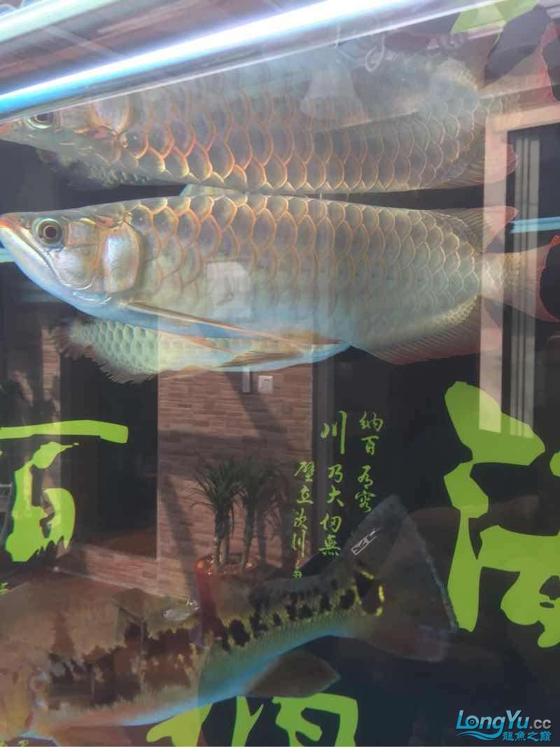 上岸出售 申古銀版魚 第3張