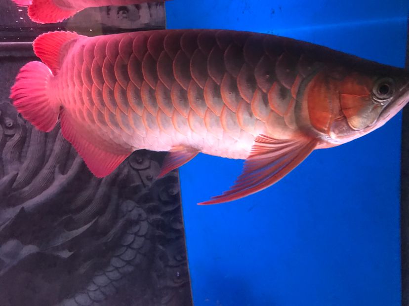 汕頭水族館養(yǎng)了一年的紅龍和金龍出來冒個泡 元寶鳳凰魚 第4張