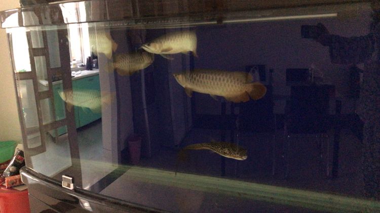 停電補張整圖 紅眼黃化幽靈火箭魚|皇家火箭魚 第3張