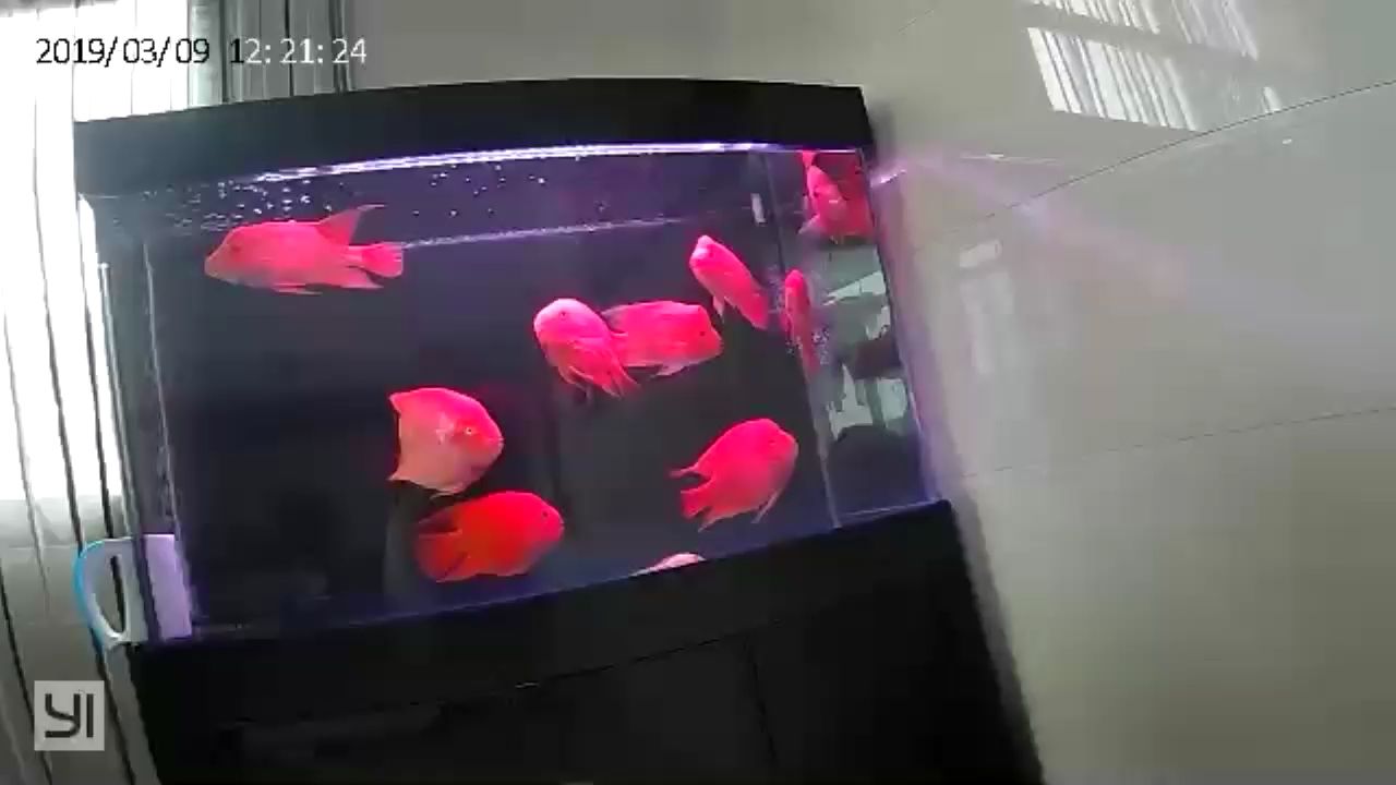 出遠(yuǎn)門了鸚鵡魚圈