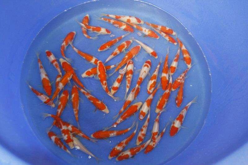 紅白錦鯉的飼養(yǎng)方法下 紅白錦鯉魚(yú) 第1張