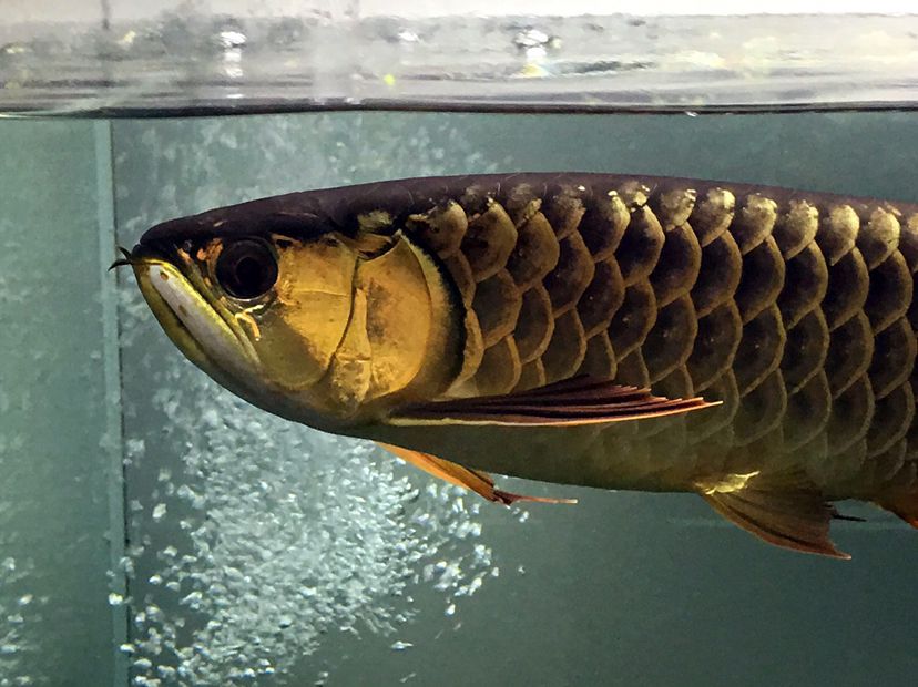 江門水族館超級炮彈欣賞 龍鳳鯉魚 第6張