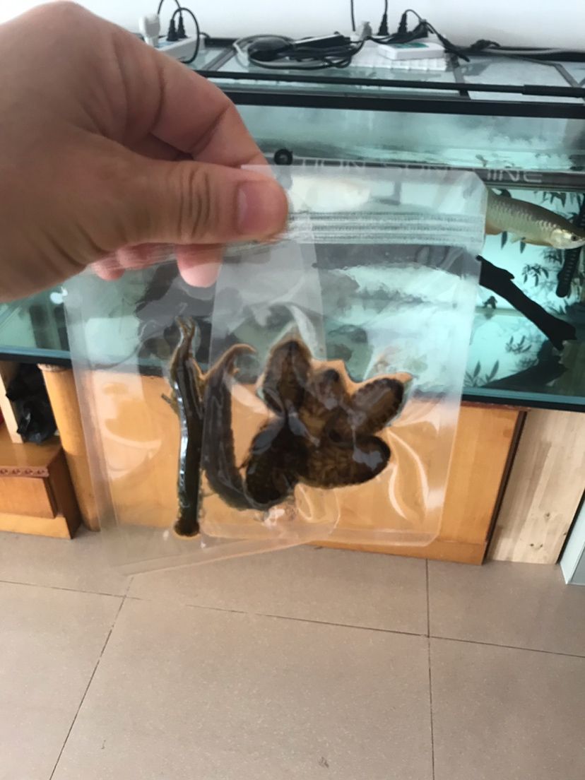 周末加菜龍魚圈