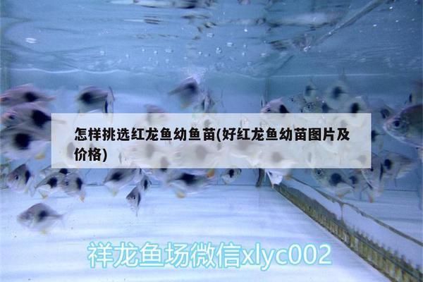 好紅龍魚(yú)幼苗圖片及價(jià)格（關(guān)于好紅龍魚(yú)幼苗的價(jià)格，紅龍魚(yú)幼苗飼養(yǎng)技巧）