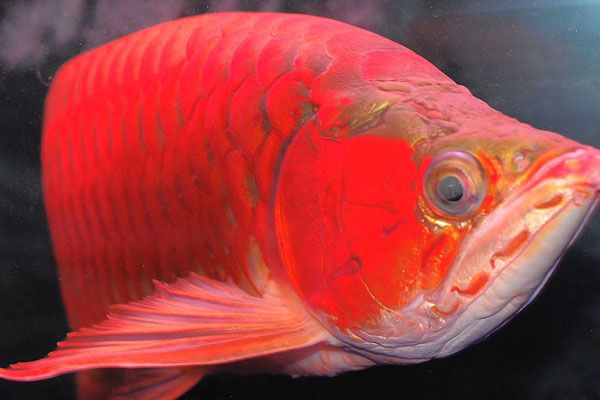 安康水族館例行獨(dú)特的慶祝方式神陽(yáng)杯第十七屆中國(guó)錦鯉大賽