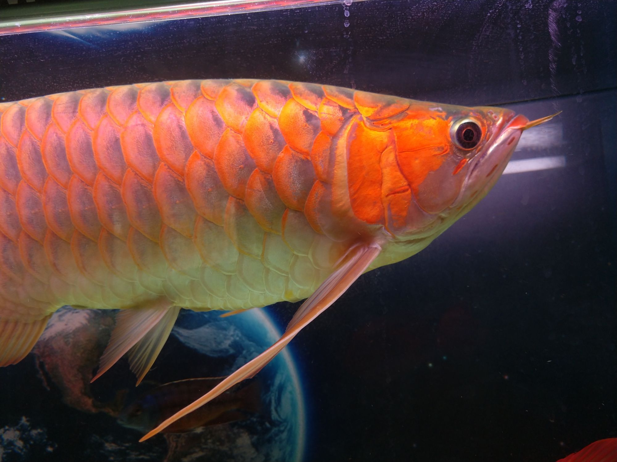 海東水族館紅龍曬圖 超血紅龍魚 第4張