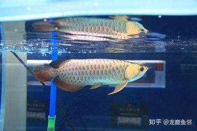 過背金龍魚怎么挑選好的（如何挑選過背金龍魚）