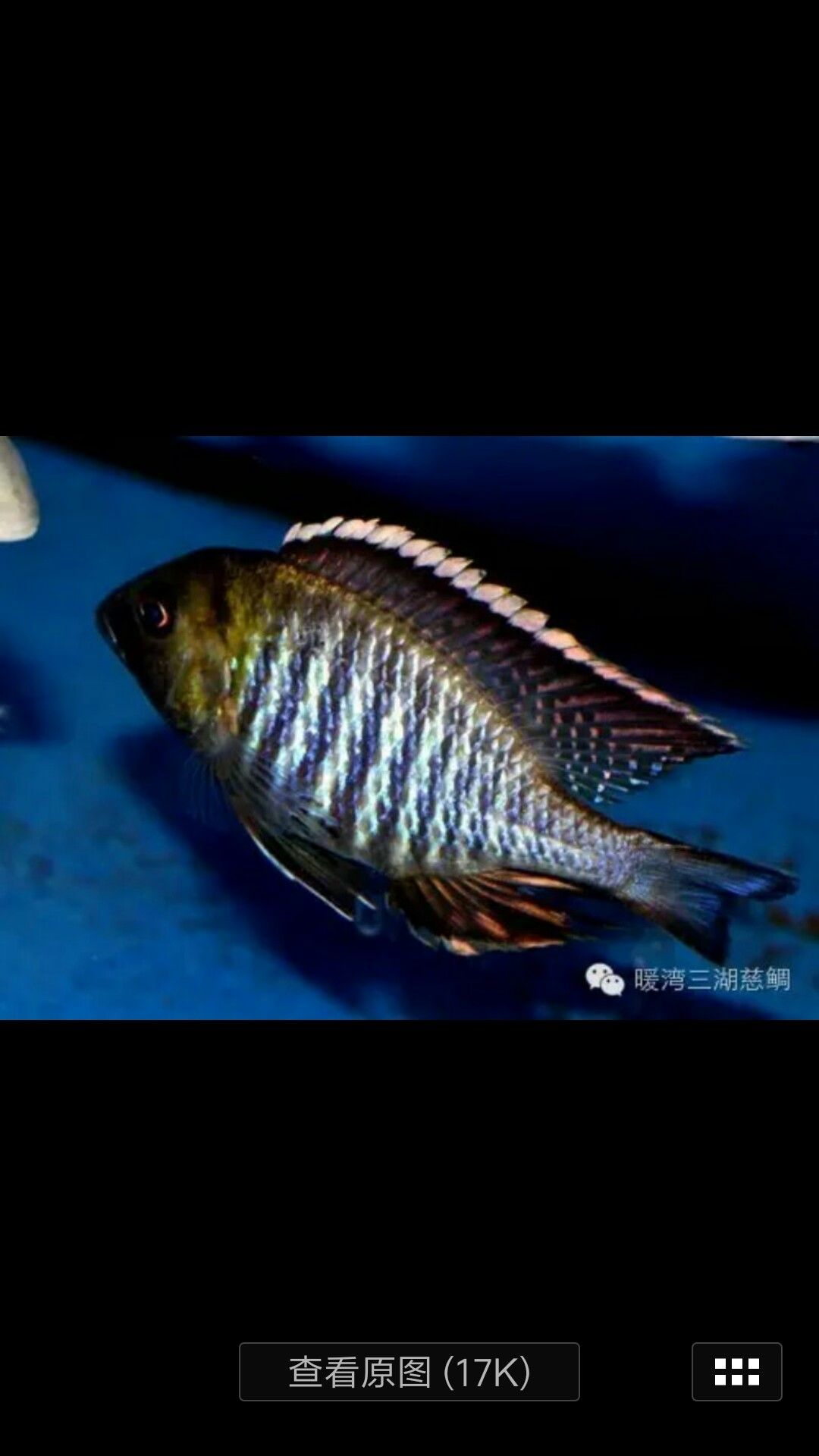 給看看這是什么魚？