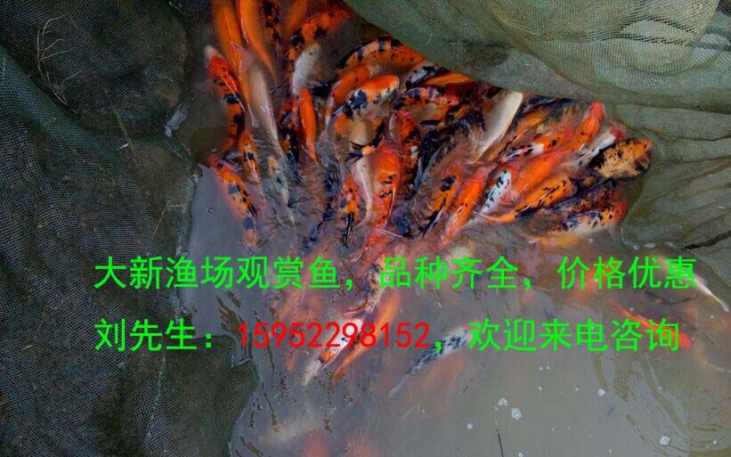 攀枝花觀賞魚市場羅漢顏色怎么養(yǎng)？