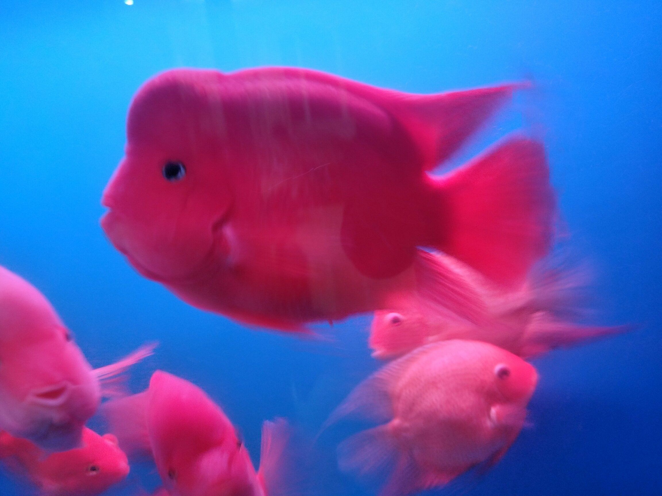 樂山水族館鸚鵡我的最愛 鸚鵡魚 第5張