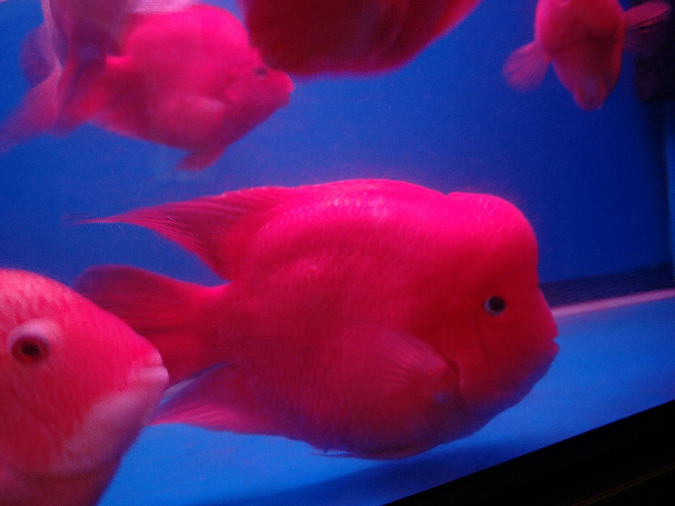 樂山水族館鸚鵡我的最愛 鸚鵡魚 第6張