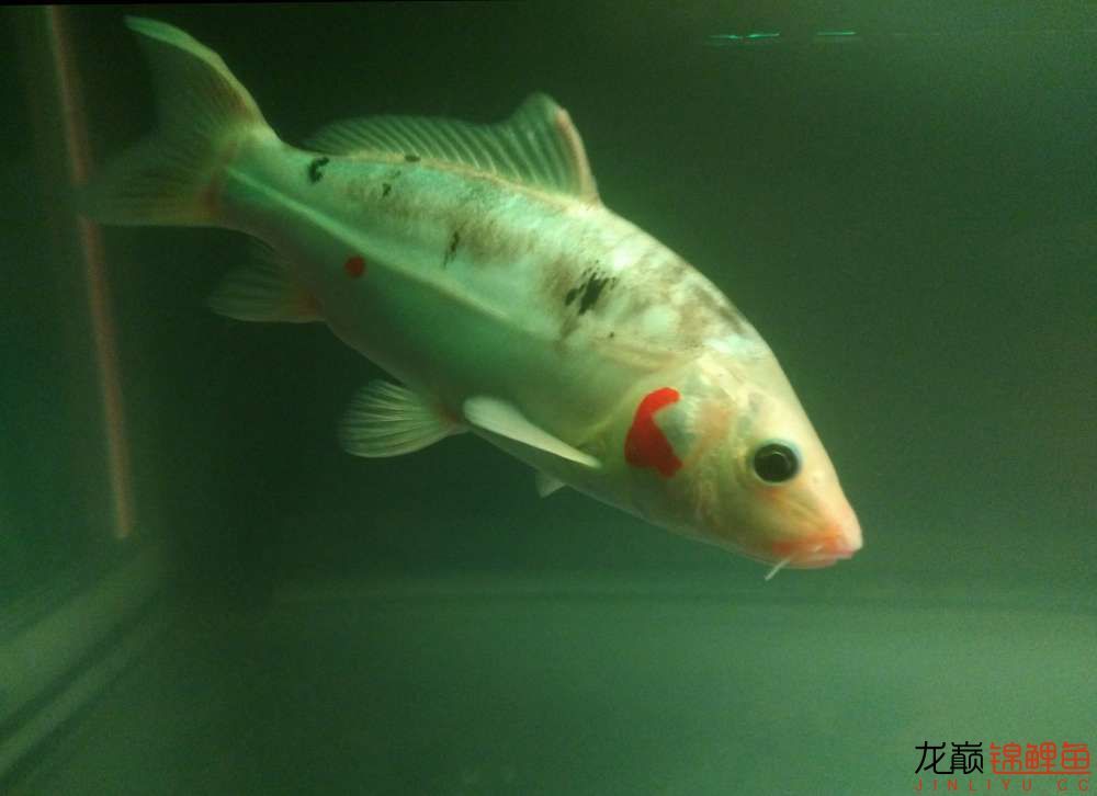 哈密水族館受驚 粗線銀版魚 第4張