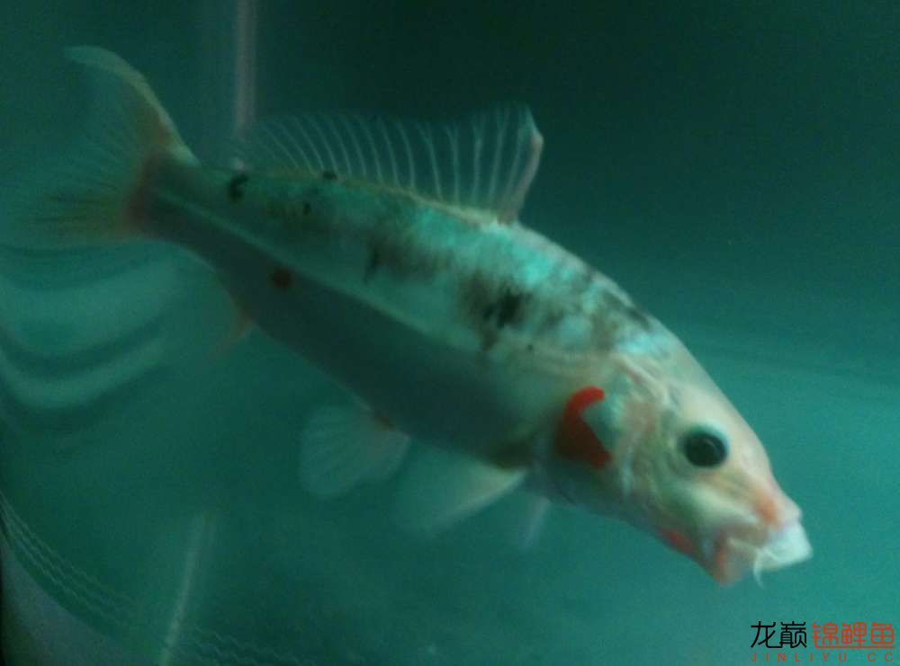 哈密水族館受驚 粗線銀版魚 第3張