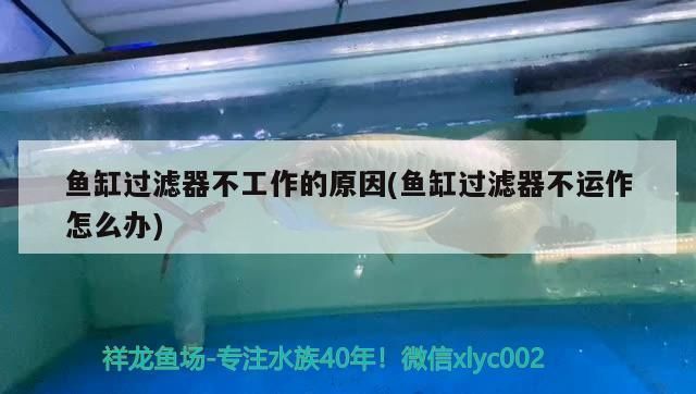 魚缸過濾器不運(yùn)行（如何判斷魚缸過濾器堵塞如何清理魚缸過濾泵故障的自檢方法） 龍魚百科 第4張