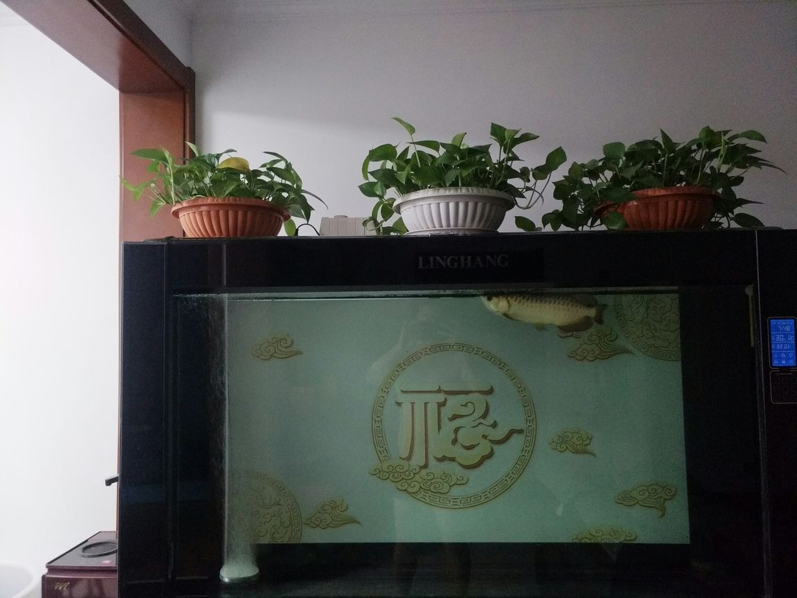 大同觀賞魚市場魚兒開心的一天