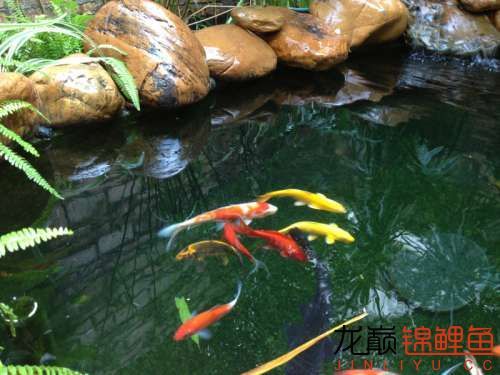 知道養(yǎng)魚的關(guān)鍵是什么嗎？