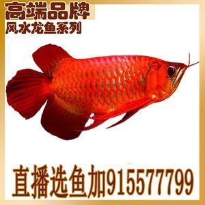 紅龍魚的品牌有哪些種類（知名紅龍魚品種特性介紹紅龍魚品種特性介紹） 龍魚百科 第2張