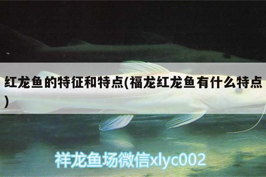 福龍紅龍魚有什么特點(diǎn)嗎（福龍紅龍魚市場(chǎng)價(jià)格趨勢(shì)）