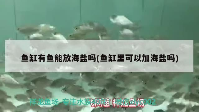 紅龍魚缸可以放海鹽嗎（紅龍魚缸可以放海鹽，存在不同的觀點和建議和建議） 龍魚百科 第4張