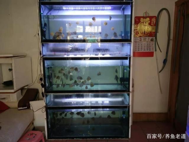 開封觀賞魚市場成為紀錄這家伙又胖了