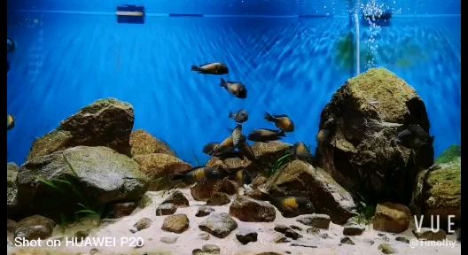 新鄉(xiāng)觀賞魚市場一入蝴蝶深似海 蝴蝶鯉 第3張