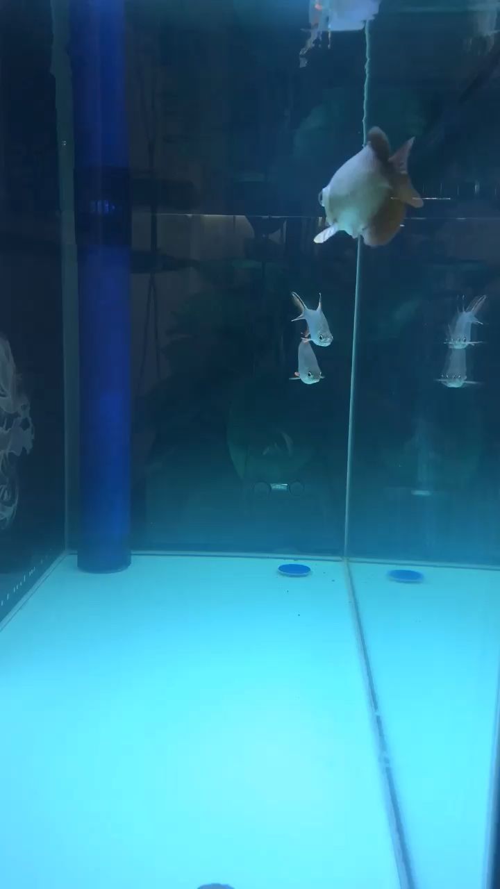 菏澤水族館與你邂逅是生生世世的宿命