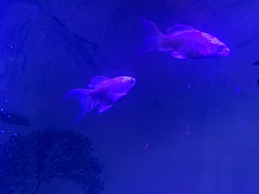 忻州水族館小蝴蝶錦鯉圈 蝴蝶鯉 第4張