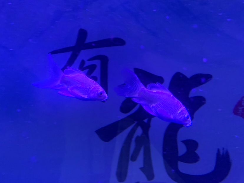 忻州水族館小蝴蝶錦鯉圈 蝴蝶鯉 第3張