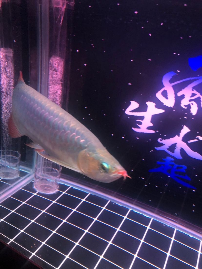 看看養(yǎng)的咋樣請指教 廣州水族批發(fā)市場 第4張