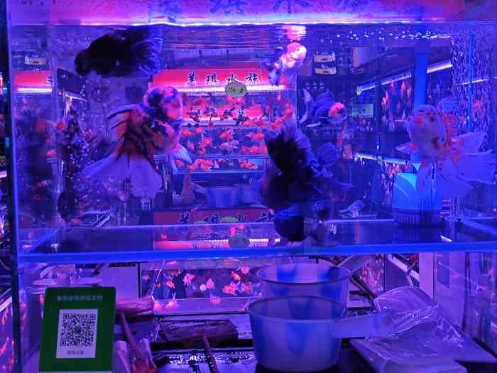 廣佛花魚市場（廣佛花魚市場特色商品介紹,） 龍魚百科 第4張