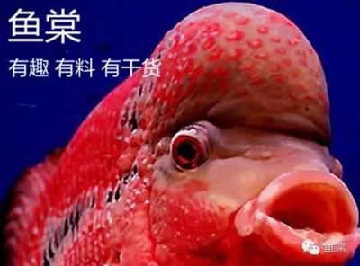 太原水族批發(fā)市場(chǎng)（太原水族市場(chǎng)特色魚類） 龍魚百科 第5張