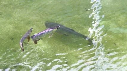 太原水族批發(fā)市場(chǎng)（太原水族市場(chǎng)特色魚類） 龍魚百科 第4張