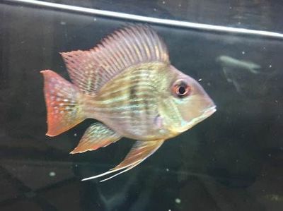 成都進口元寶鳳凰魚（進口元寶鳳凰魚的價格） 元寶鳳凰魚百科 第1張