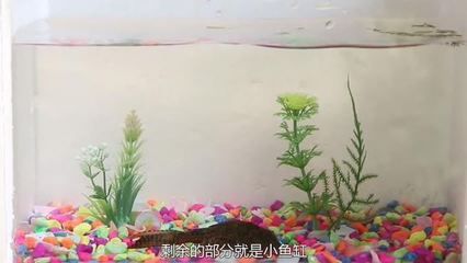 遼源市龍山區(qū)龍輝水族館（遼源市龍山區(qū)龍輝水族館經(jīng)營產(chǎn)品：觀賞魚，魚缸） 全國觀賞魚市場