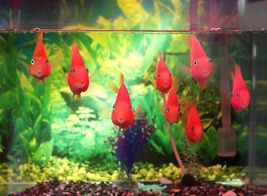 紅龍魚最佳飼料品牌（紅龍魚的最佳飼料品牌是什么,紅龍魚需要哪些營養(yǎng)成分來維持健康） 水族問答