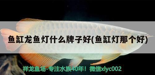 龍魚可以多久不吃東西（龍魚可以多久不吃東西不會對健康產(chǎn)生負面影響） 水族問答